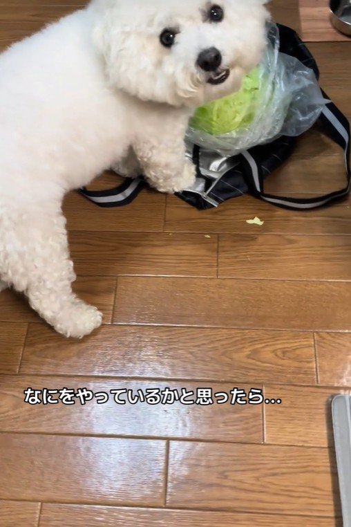 おから君の行動2