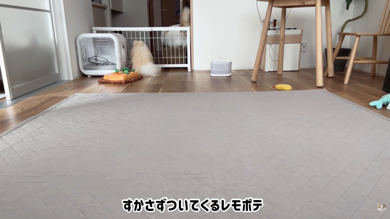 ついていくレモンさん＆待っているポテチくん