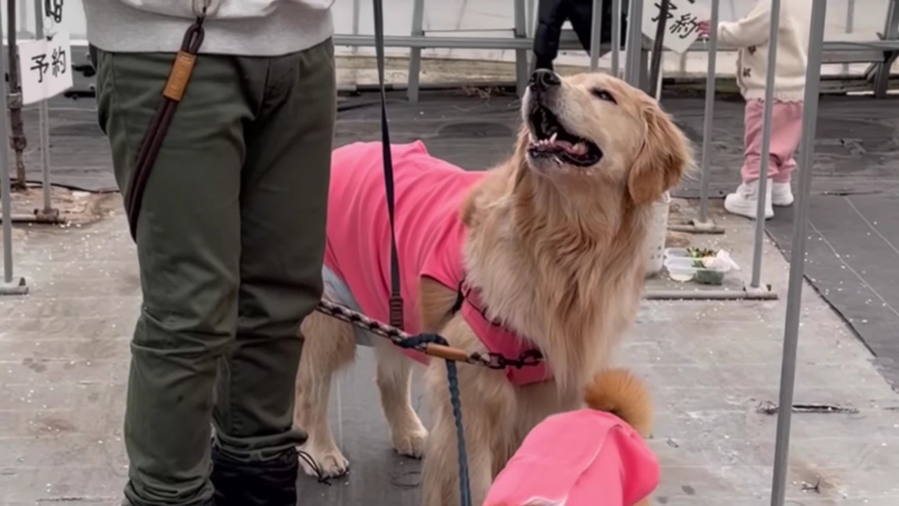 おからちゃんはまだまだ！！