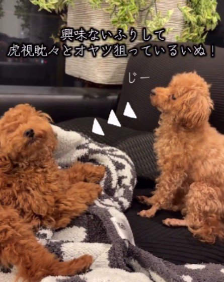 おやつを監視する出ちゃん