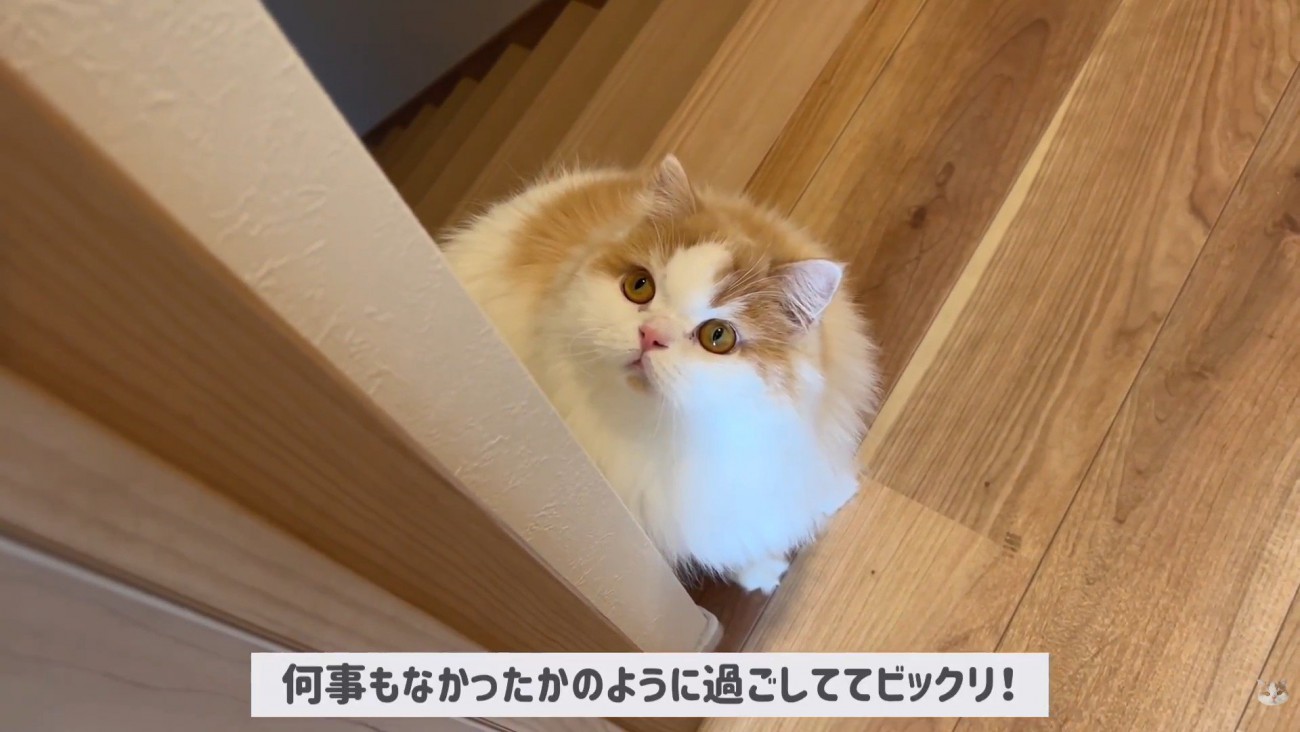 ポテチくんとレモンさんの初対面9