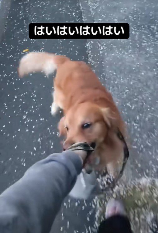 後ろ向きにトコトコ♪