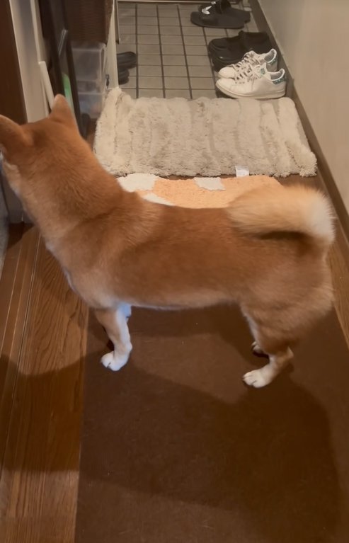 そっぽを向く柴犬
