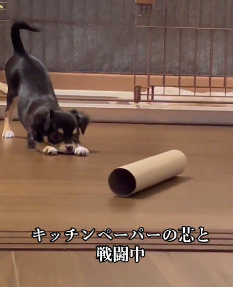 トイレットペーパーの芯を狙う！？