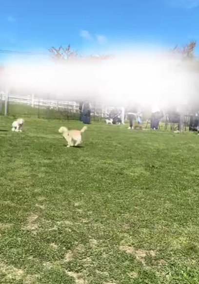 ドッグランを謳歌するてぃむちゃん