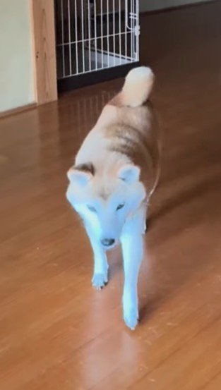 飼い主の方へ歩いてくる犬