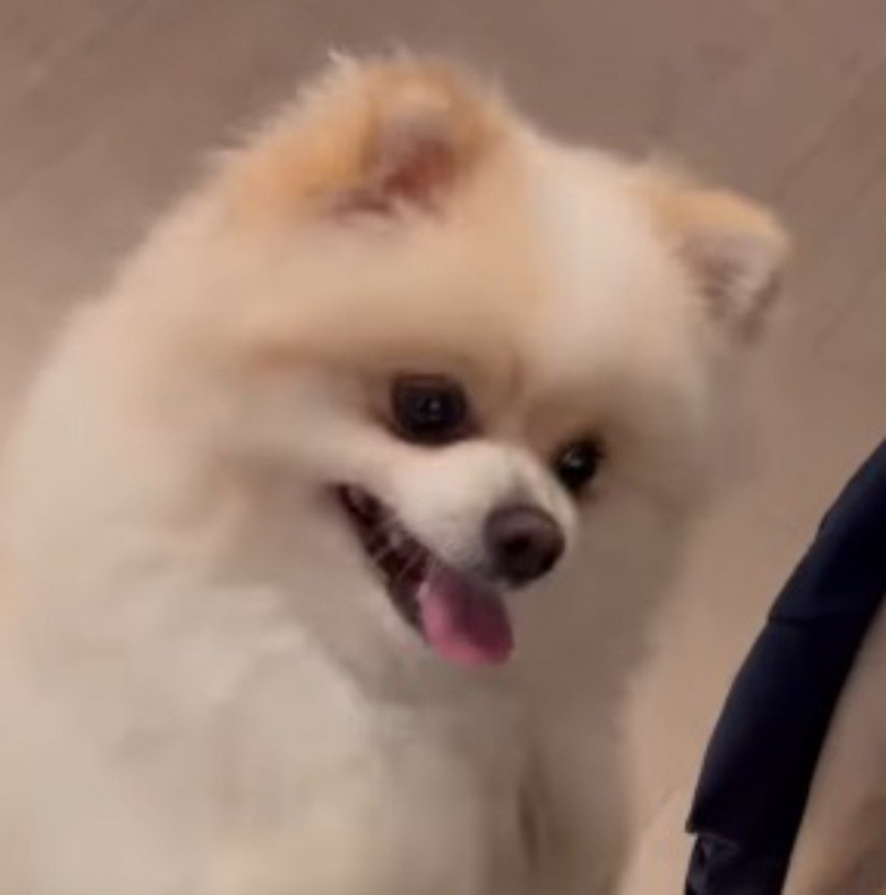 肉を凝視する犬の顔