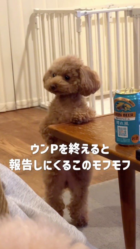 テーブルに左の前足を乗せて立ち上がる犬