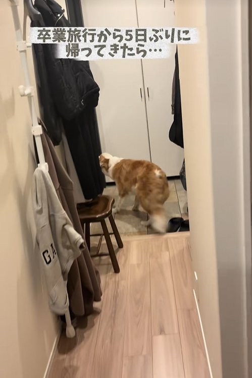 飼い主の姉を出迎える中型犬