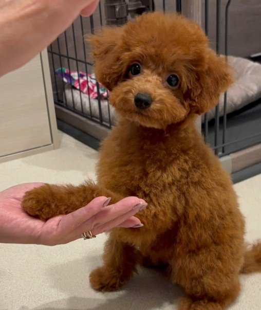 才色兼備なぽこちゃんでした！！