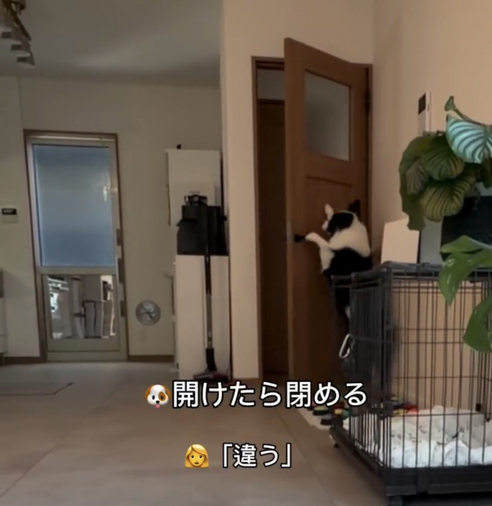 ドアを閉めようとする犬