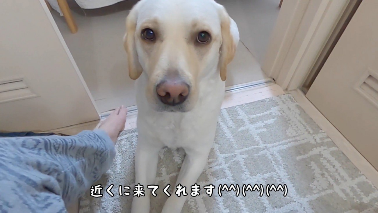 やっぱり来た！