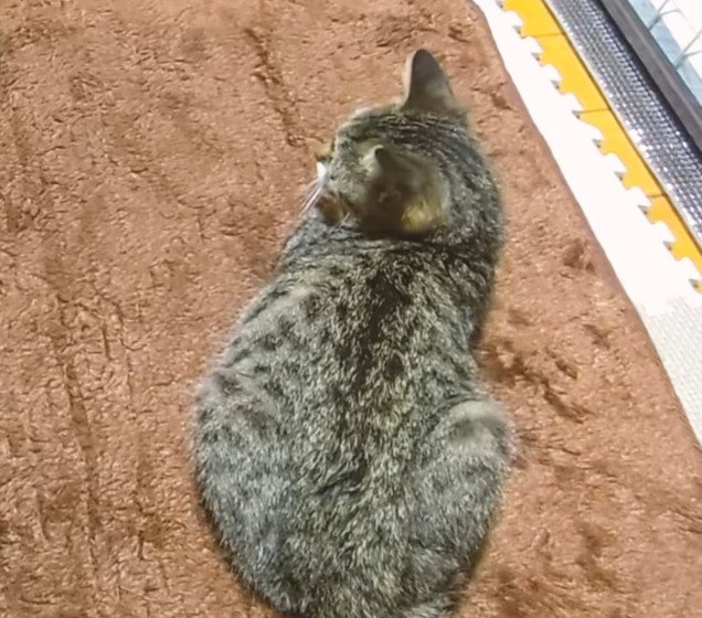 お家に迎えられた頃の茅ちゃん