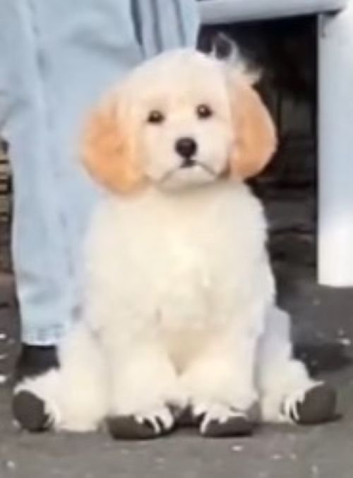 飼い主さんを待つでんでん君3