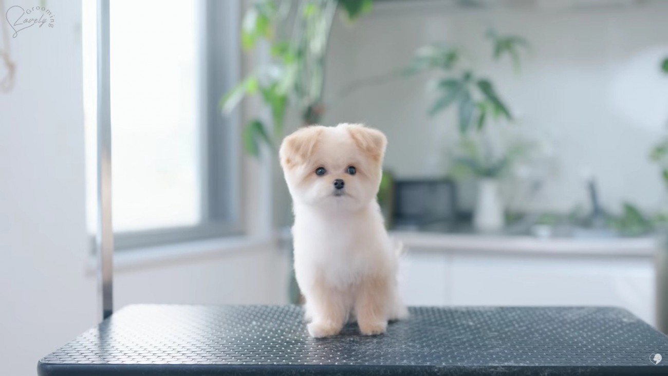 ふわふわの可愛いわんこに♡