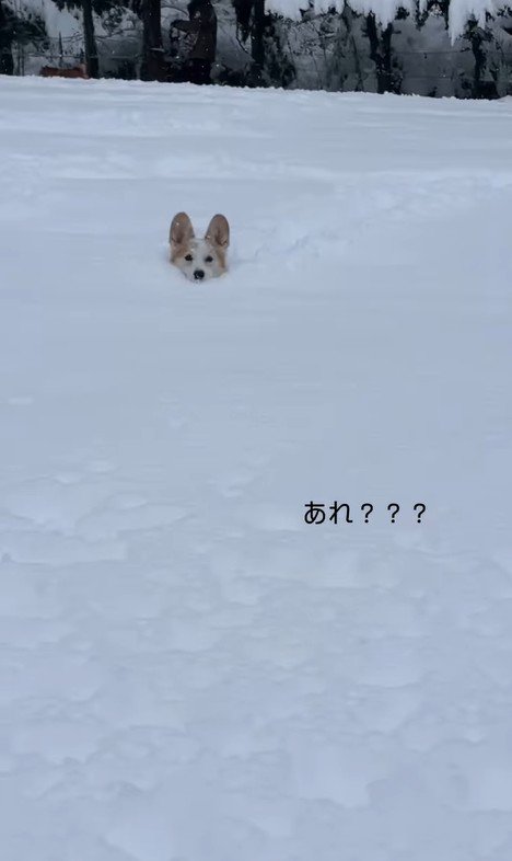 雪に埋もれるポムちゃん4