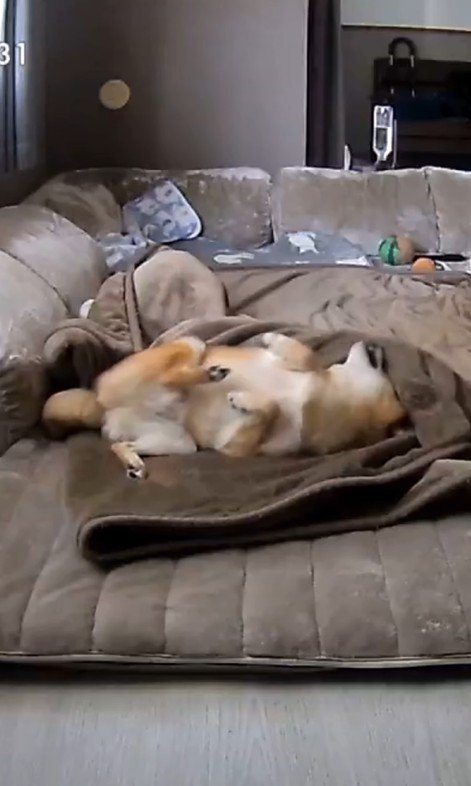 毛布に包まるころ君4