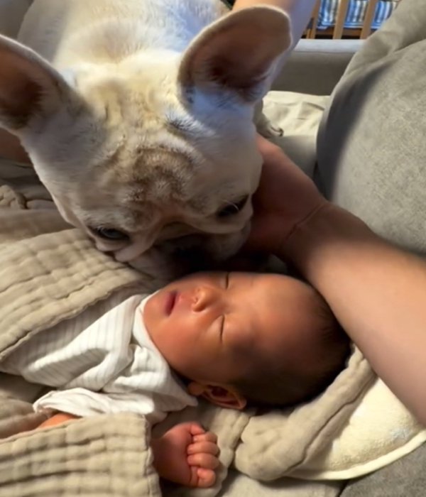 赤ちゃんの匂いを嗅ぐ犬2