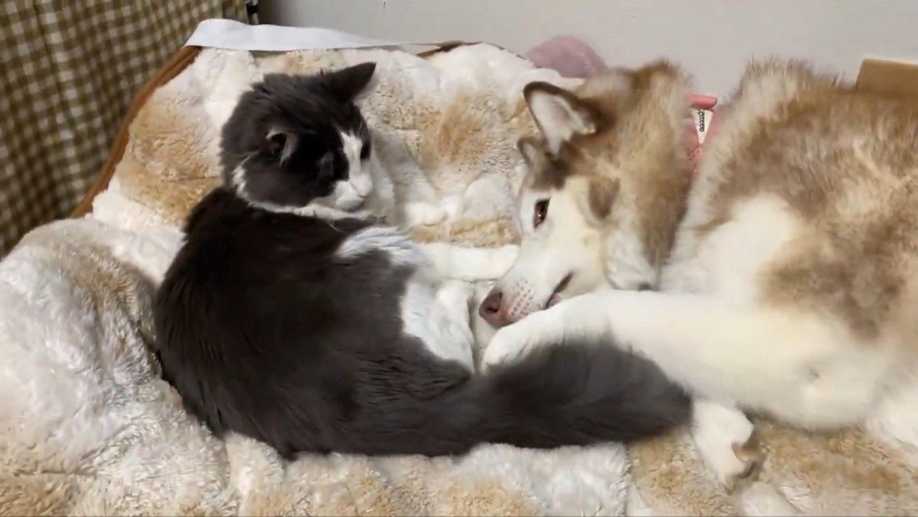 シャンテちゃん＆バロンちゃん6