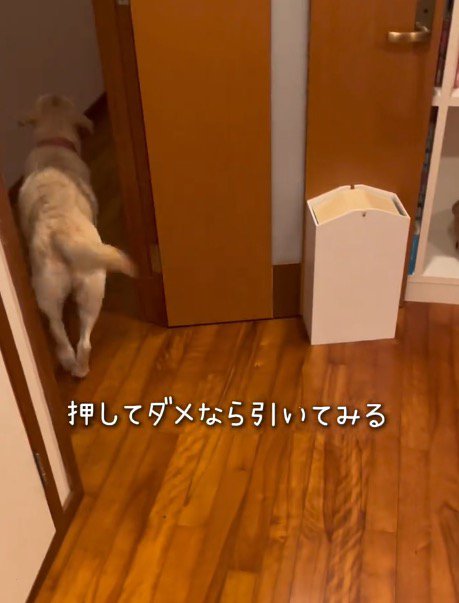 部屋から出て行く犬