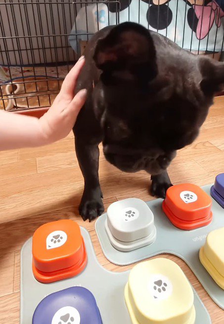 妹犬の背中に手を置いて落ち着かせる飼い主