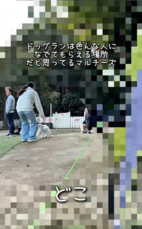 飼い主さんを見つけたおもちくん