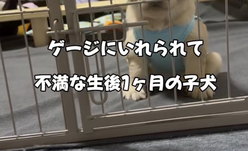 寝る時間なのでケージへ…