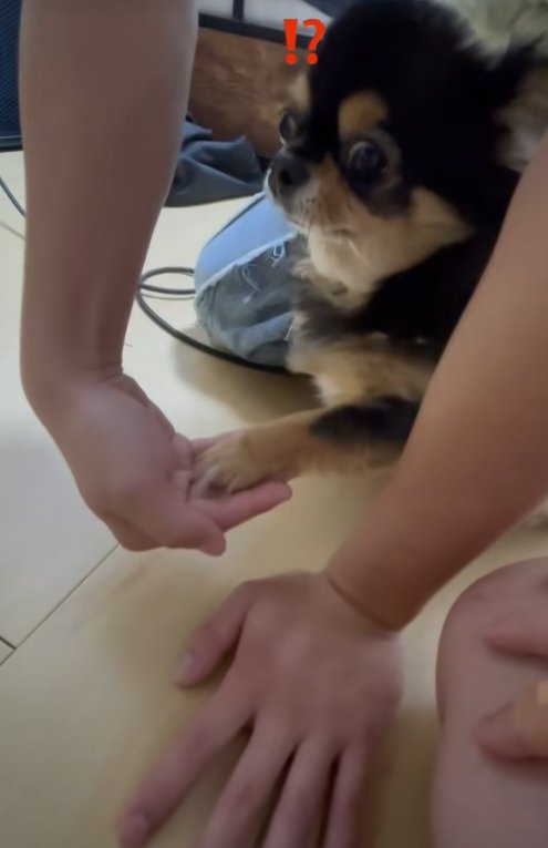 お手をする小型犬