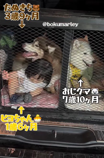 ドッグスペースに避難！