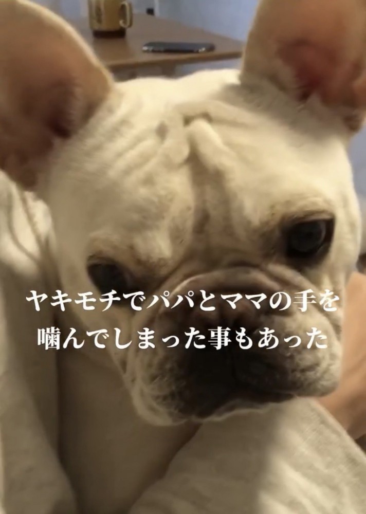 抱えられた犬