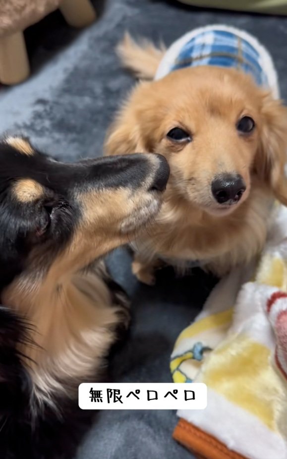 ピースちゃんを舐めようとするお殿くん