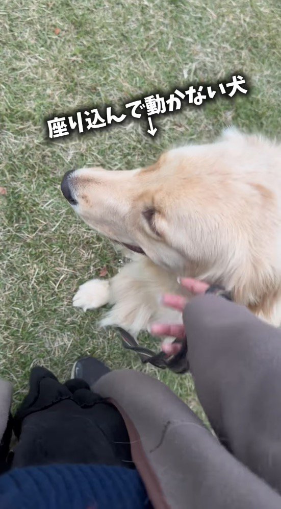 芝生の上に座る犬