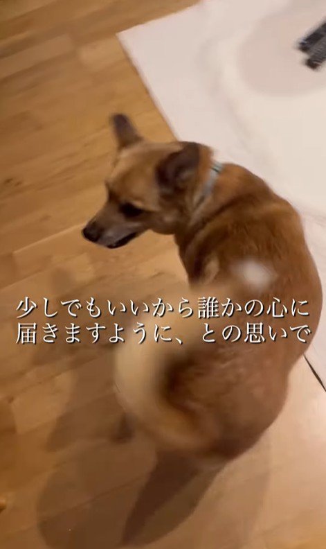 おふとん君の変化8