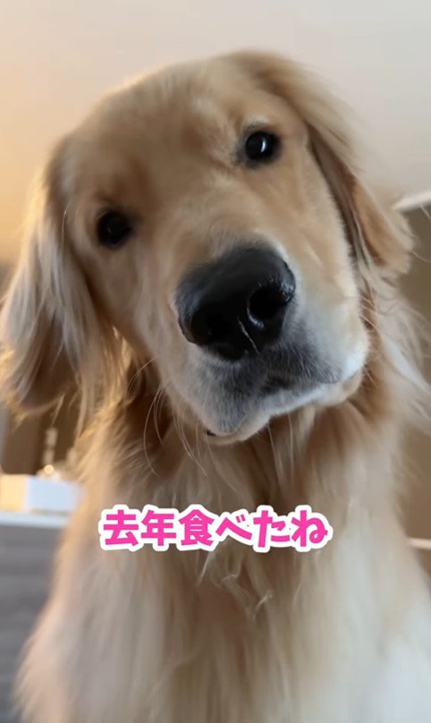 桃を食べるコロッケくん3