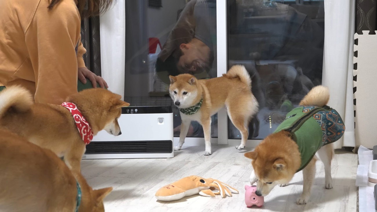 お兄ちゃん帰省時の豆柴4兄妹3