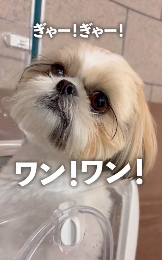 不安そうな犬