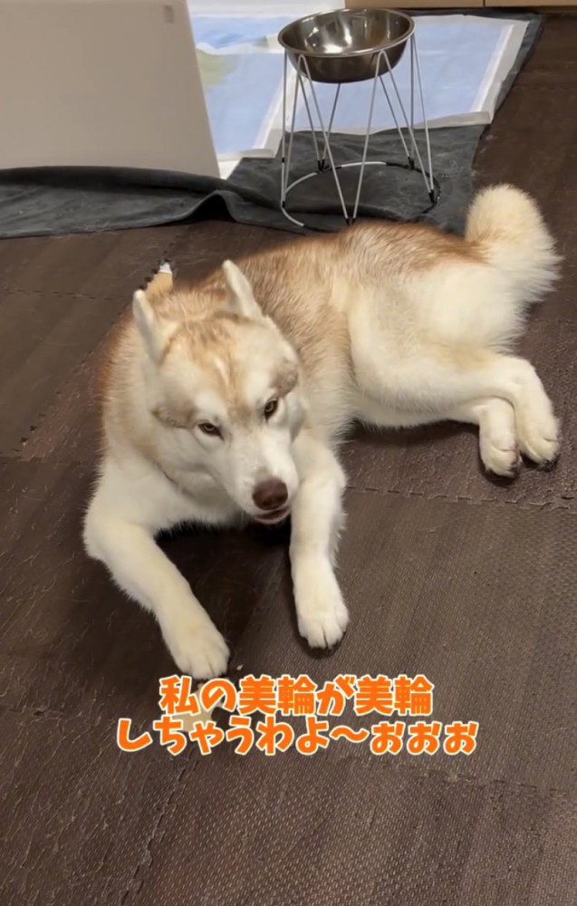 お喋りするハスキー