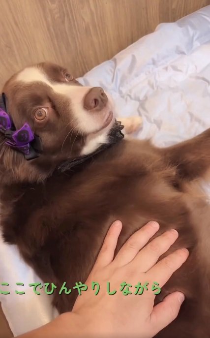 横になるテールちゃん