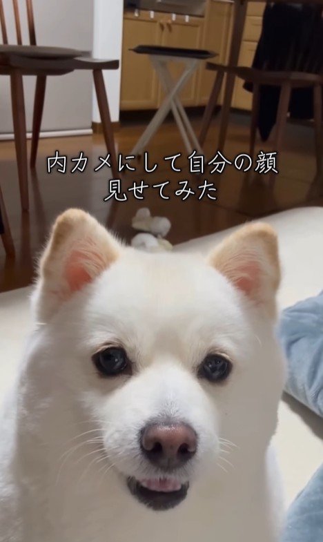 ベラちゃんが自分の姿を見た時の反応3