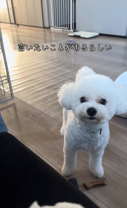 ママに訴えるポテトくん