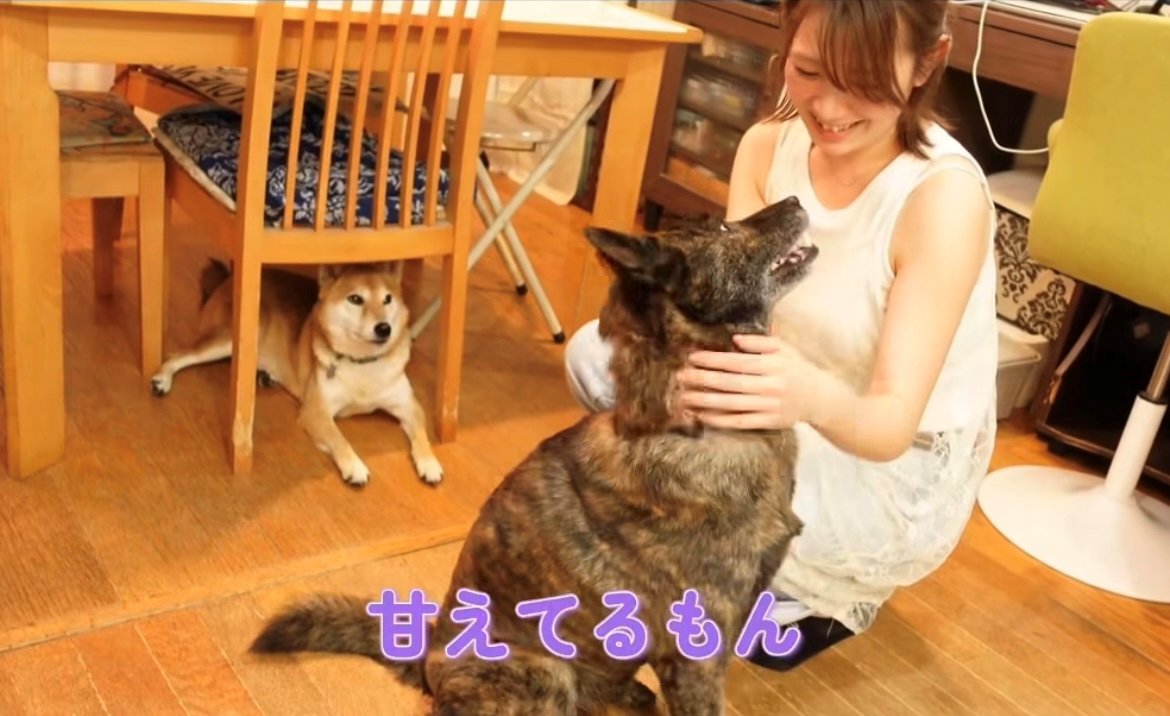 笑顔で見上げる犬と撫でる女性