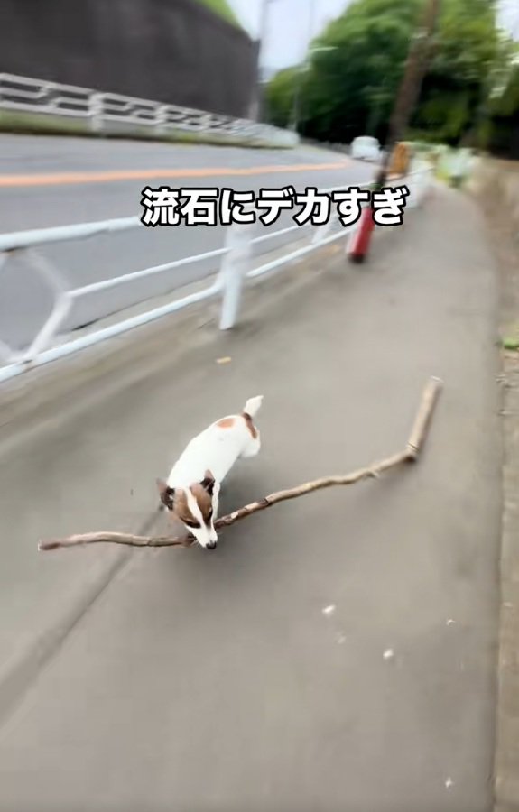 猛ダッシュのバディくん