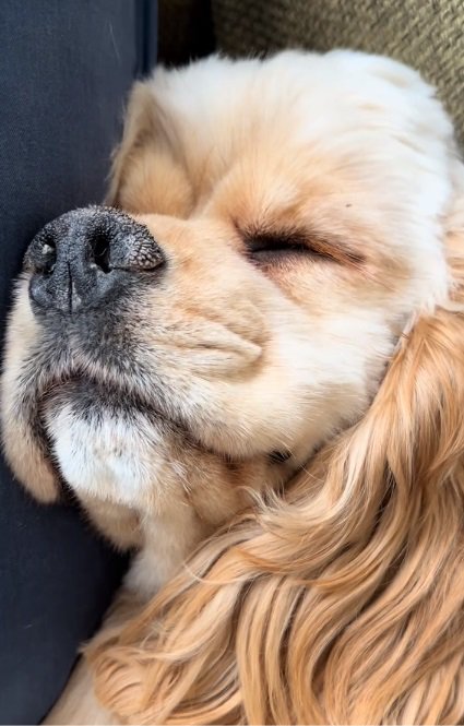 眠るハムちゃん