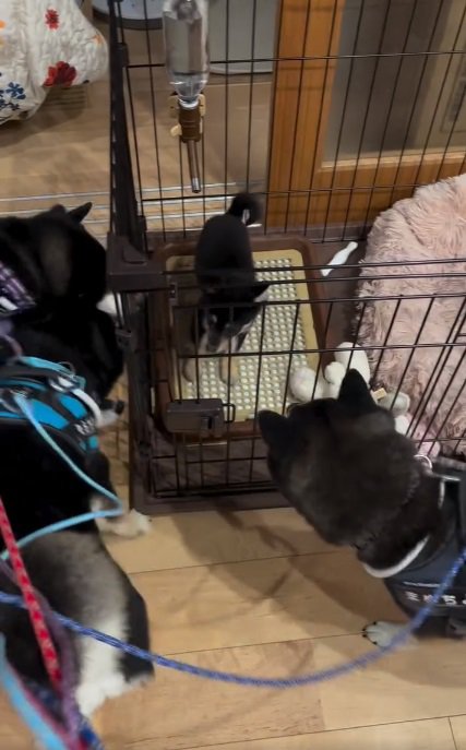 各々観察する柴犬たち