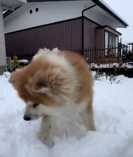 雪が似合うTaroちゃん