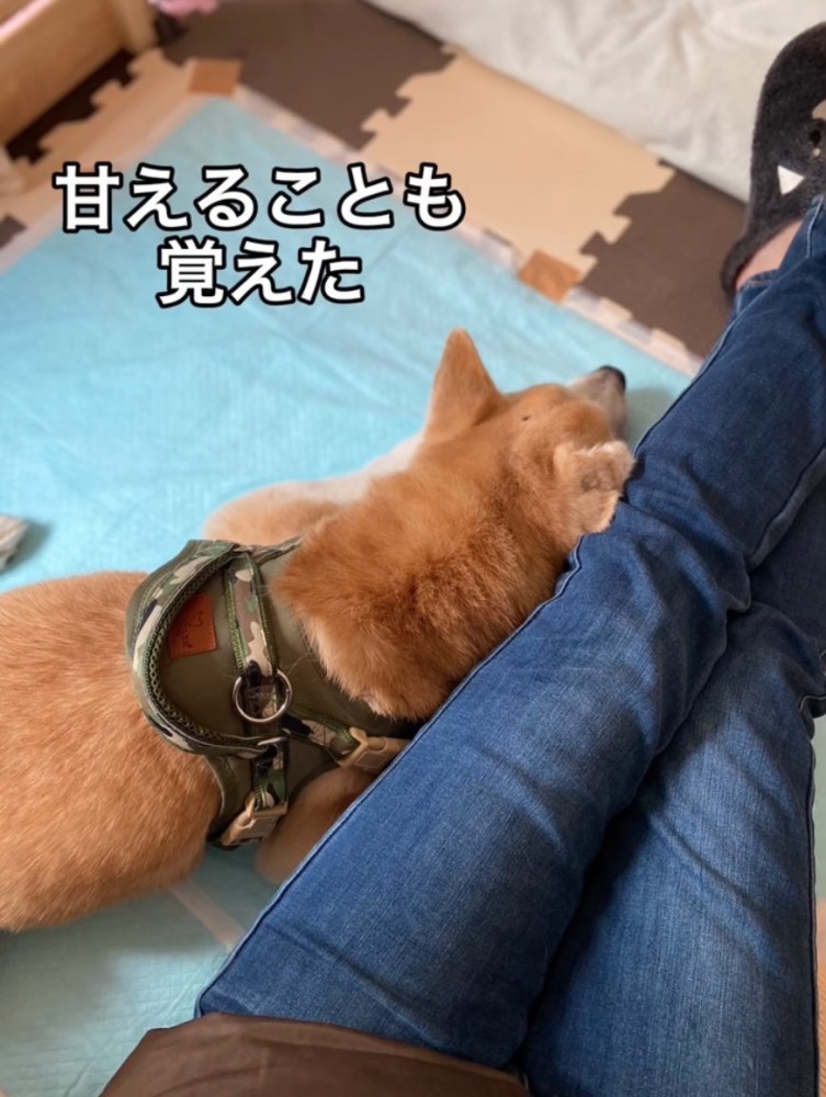 甘える老犬