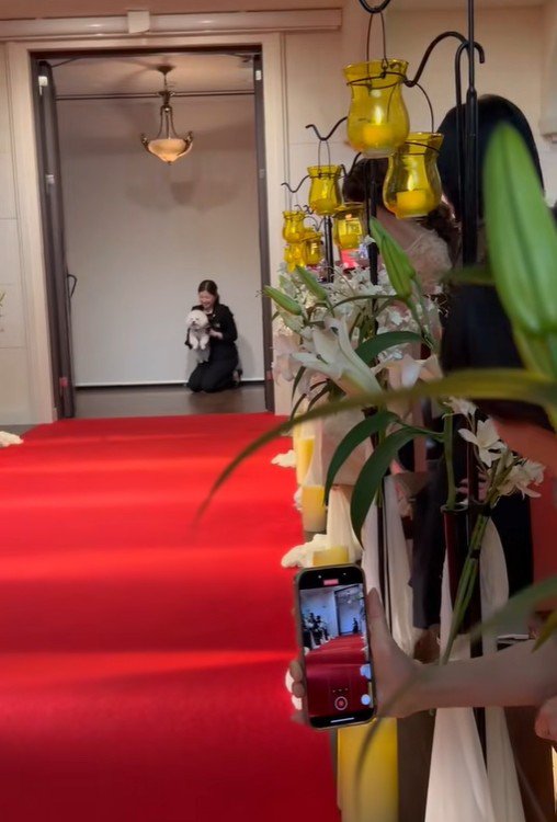 ミロちゃんがリングドッグに挑戦