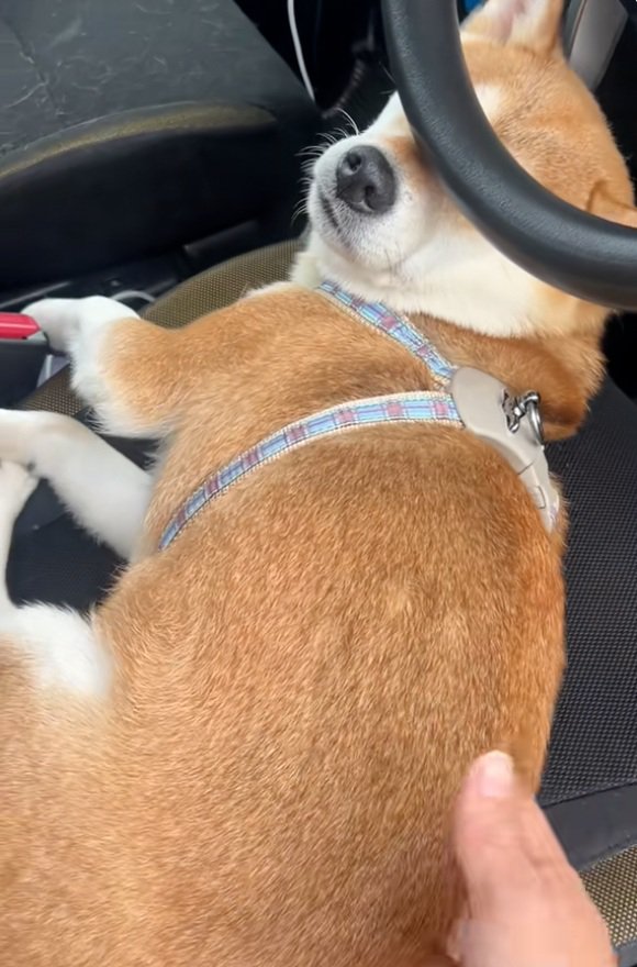 動かないなっとうちゃん