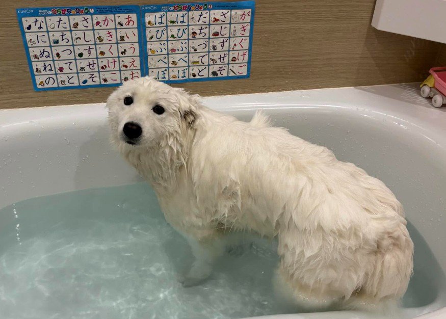 シロクマがひらがな学んでる…