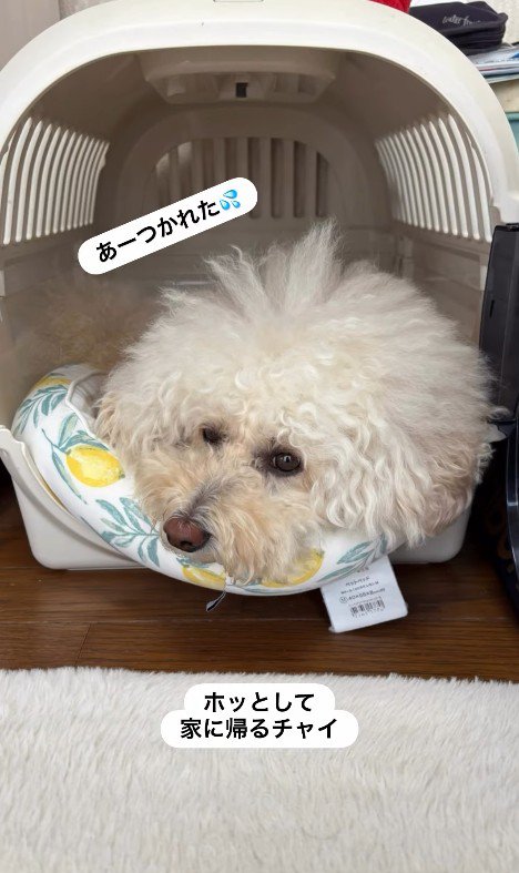 孫を預かった時のチャイちゃん⑩